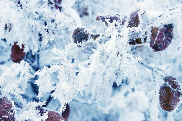 Natureza no parque de inverno — Fotografia de Stock