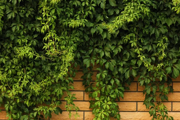 Mur de briques avec saule bouclé — Photo