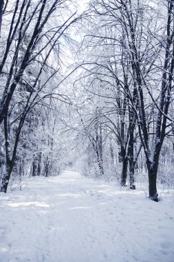 güzel kış orman Park 