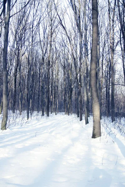 Bel hiver dans le parc forestier — Photo