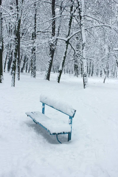 Belo parque florestal no inverno — Fotografia de Stock