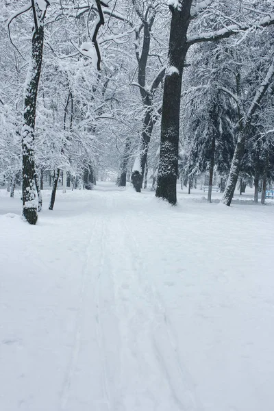 Krásné lesní park v zimě — Stock fotografie