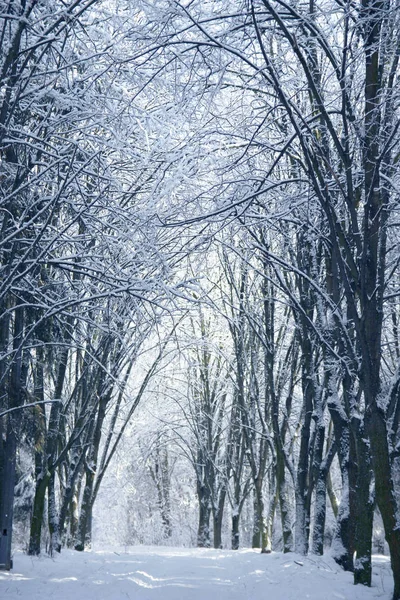 Bellissimo inverno nel parco forestale — Foto Stock
