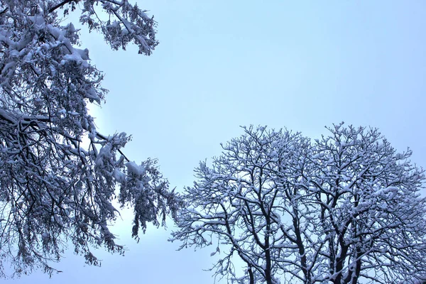 Hermoso parque forestal en invierno — Foto de Stock