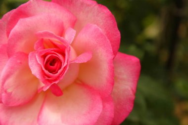 güzel tam gelişmiş pembe Gül