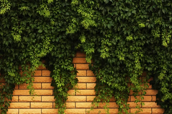 Nieuwe bakstenen muur begroeid met druivenranken — Stockfoto