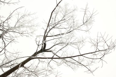 Kış parkında ağaçlar