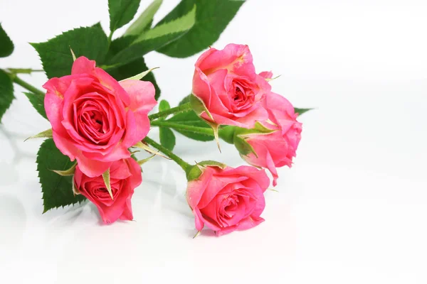 Piękne róże z liści — Zdjęcie stockowe