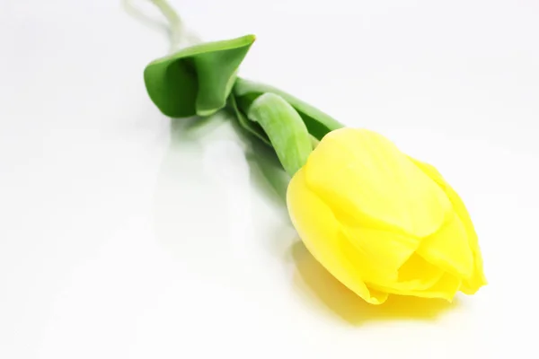 Gele tulp bloem — Stockfoto