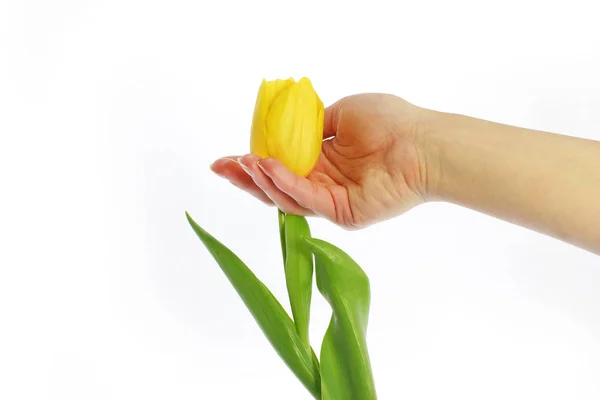 Flor de tulipán amarillo —  Fotos de Stock