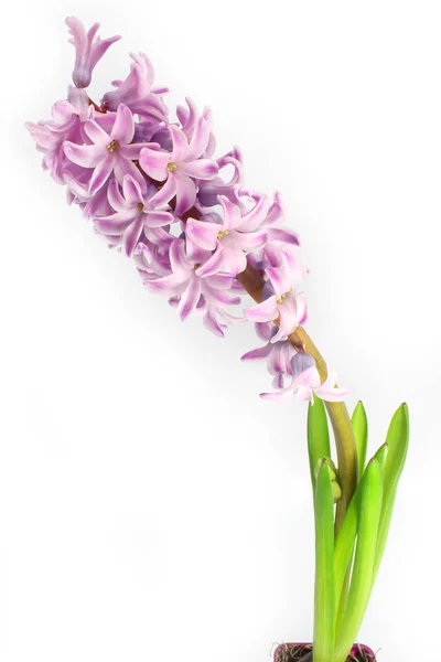 Stylish, beautiful flowers — Stock Photo, Image