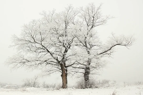 Prachtige natuur in het park — Stockfoto