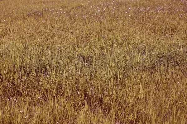 Grass on nature in park — Stock Photo, Image