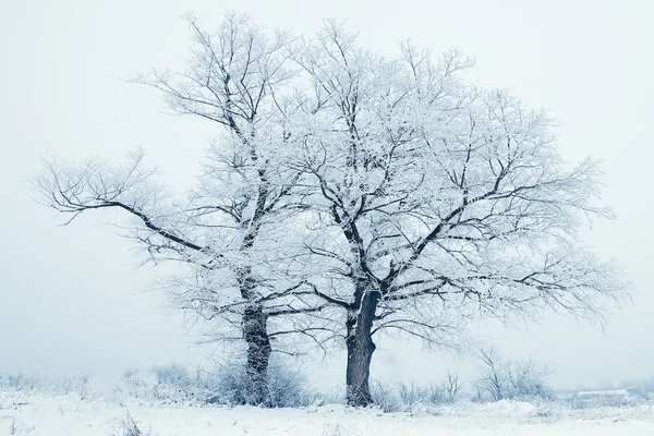 Belle nature dans le parc — Photo