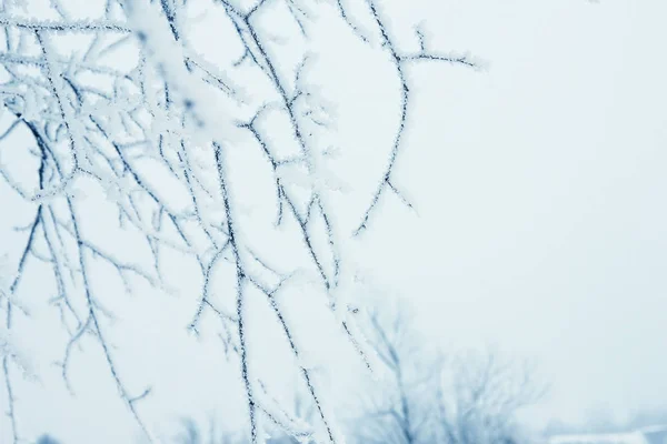 Природа в зимнем парке — стоковое фото