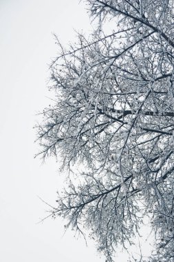 Güzel park ormanı kışın parka kar yağışı