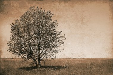güzel ağaç doğa parkı alanında