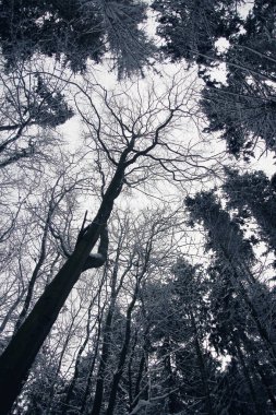 Güzel park ormanı kışın parka kar yağışı