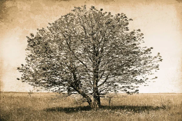 Vackert träd i ett fält i naturparken — Stockfoto