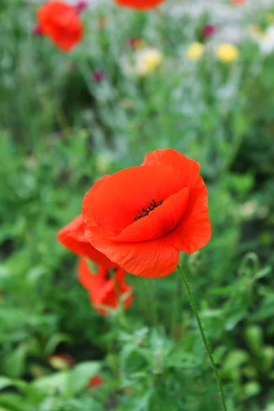 Beautiful flowers poppies on nature in summer park — Stock Photo, Image