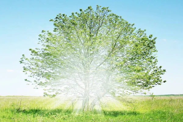 Beautiful tree in a field in the nature park — Stock Photo, Image