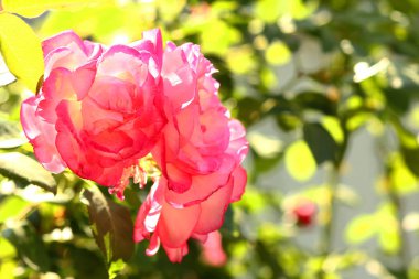 Doğanın arka planında, parkta güzel bir gül