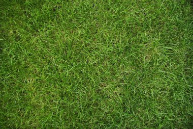 park arka plan açık havada güzel yeşil çim