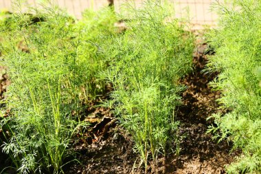 Doğanın arka planındaki parkta güzel yeşil bir yatak.