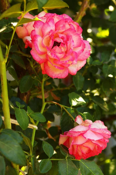 Beautiful rose in a park on the nature background — Stock Photo, Image