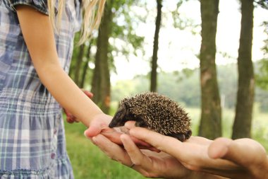 Küçük dikenli kirpi, yeşil çimenlerin elinde.