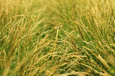 bahar ya da yaz bana çim ile doğa arka plan