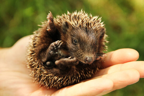 Small prickly hedgehog in the hands of green grass closeup — Stock Photo, Image