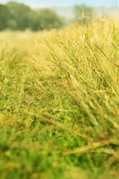 Primavera ou verão abstrato natureza fundo com grama no me — Fotografia de Stock