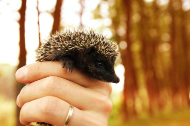 Küçük dikenli kirpi, yeşil çimenlerin elinde.