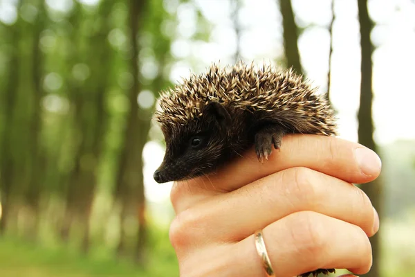 Pequeño erizo espinoso en las manos de la hierba verde de cerca — Foto de Stock