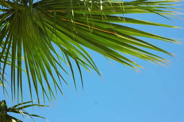 Palmeras en el resort — Foto de Stock