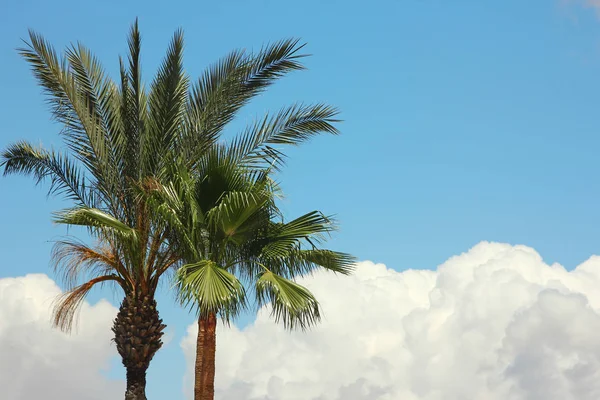 Palmbomen in het resort — Stockfoto