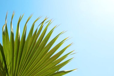 palmiye ağaçları tatil