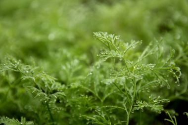 çiy ile yeşil dereotu