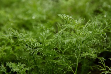 çiy ile yeşil dereotu