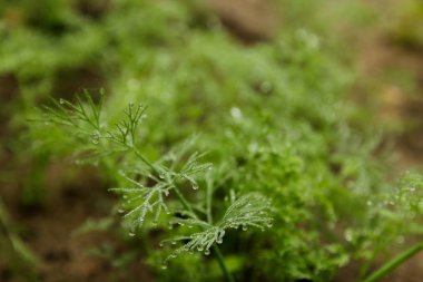 çiy ile yeşil dereotu