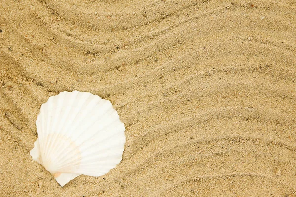 Seashells em fundo de areia — Fotografia de Stock