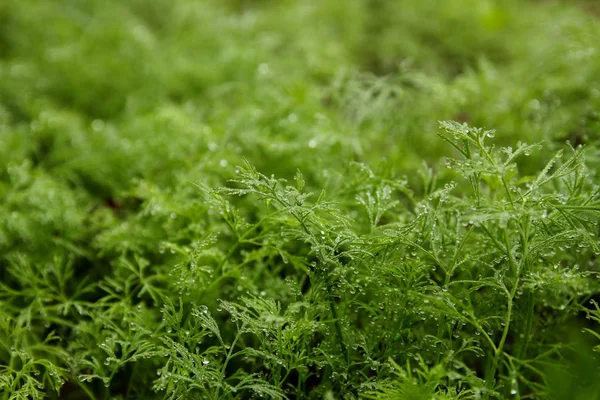 çiy ile yeşil dereotu 