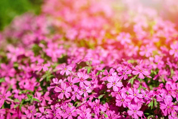 Background beautiful live flowers — Stock Photo, Image