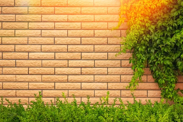Grunge duvar arka plan doğa yaprakları ile — Stok fotoğraf