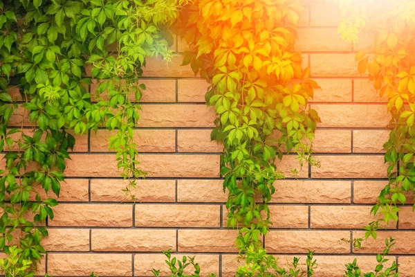 Гранжевий фон стіни з листям в природі — стокове фото