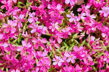 arka plan güzel canlı çiçekler