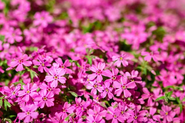 Background beautiful live flowers — Stock Photo, Image