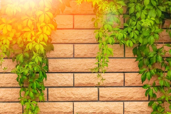 Grunge duvar arka plan doğa yaprakları ile — Stok fotoğraf