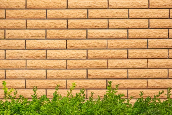 Grunge vägg bakgrund med bladverk i naturen — Stockfoto